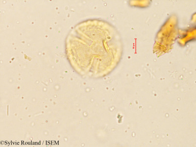 Rhynchosia suaveolens - lame n° 3997
