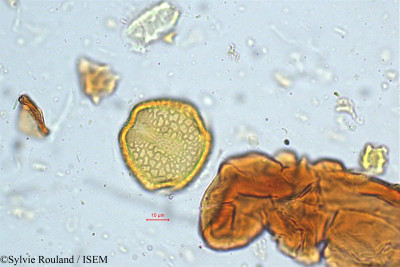 Rhynchosia viscosa - lame n° 5034