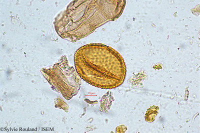 Rhynchosia viscosa - lame n° 5034