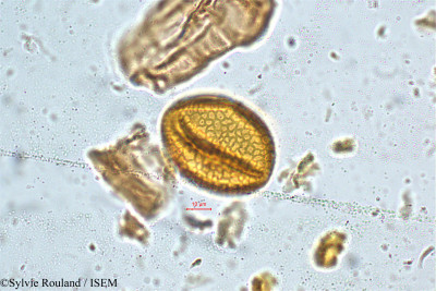 Rhynchosia viscosa - lame n° 5034