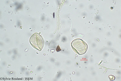 Sylvie.Rouland/Rhynchospora_madagascariensis_2974/Rhynchospora_madagascariensis_2974_0001(copy)_thumb.jpg