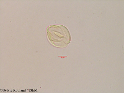 Sylvie.Rouland/Rinorea_arborea_3515/Rinorea_arborea_3515_0001(copy)_thumb.jpg