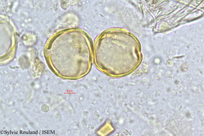 Sylvie.Rouland/Rinorea_kamerunensis_252/Rinorea_kamerunensis_252_0001(copy)_thumb.jpg