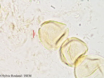 Rinorea urschii - lame n° 3517