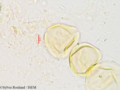 Rinorea urschii - lame n° 3517