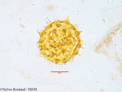 Sylvie.Rouland/Rivea_hypocrateriformis_3877/Rivea_hypocrateriformis_3877_0001(copy)_thumb.jpg