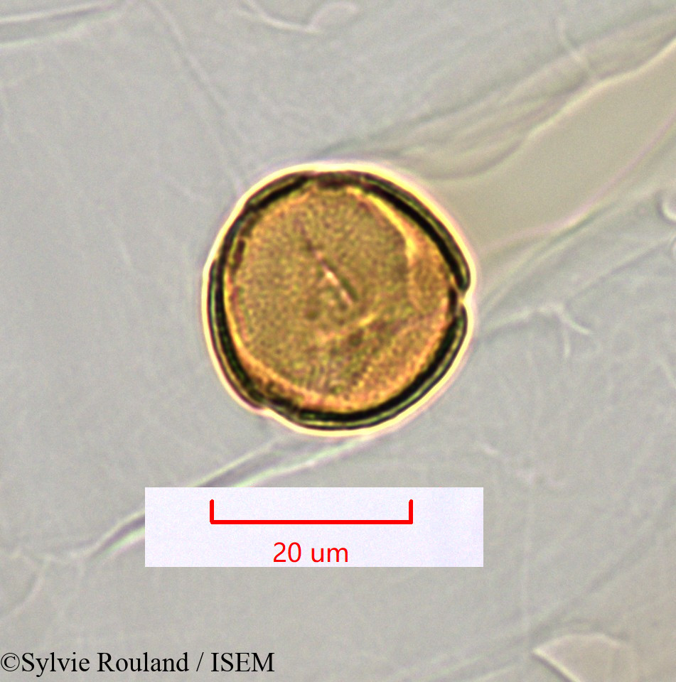 Sylvie.Rouland/Rivina_humilis_1412/Rivina_humilis_1412_0001(copy).jpg