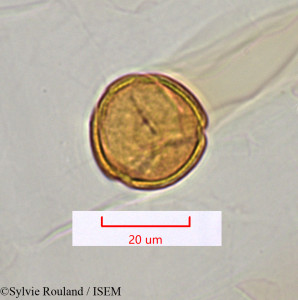 Rivina humilis - lame n° 1412