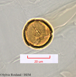 Rivina humilis - lame n° 1412