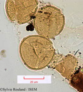 Rivina humilis - lame n° 1412