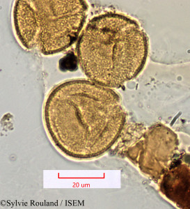 Rivina humilis - lame n° 1412