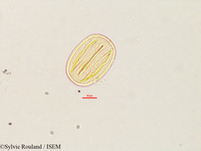 Robinia pseudoacacia - lame n° 2783