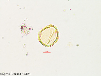 Robinia pseudoacacia - lame n° 2783