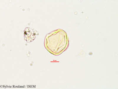 Robinia pseudoacacia - lame n° 2783