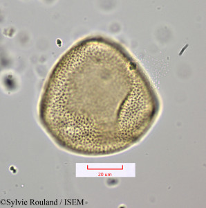 Sylvie.Rouland/Romulea_bifrons_1155/Romulea_bifrons_1155_0001(copy)_thumb.jpg