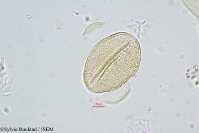 Sylvie.Rouland/Romulea_rollii_463/Romulea_rollii_463_0001(copy)_thumb.jpg