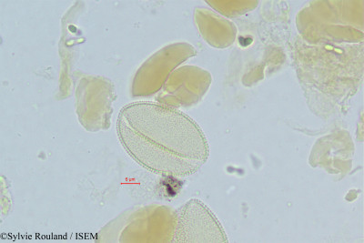 Sylvie.Rouland/Roscheria_melanochaetes_335/Roscheria_melanochaetes_335_0001(copy)_thumb.jpg