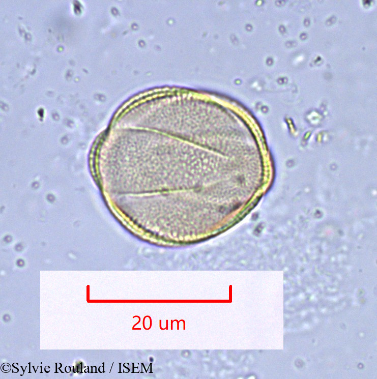 Sylvie.Rouland/Rosmarinus_officinalis_1019/Rosmarinus_officinalis_1019_0001(copy).jpg