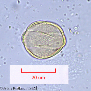 Sylvie.Rouland/Rosmarinus_officinalis_1019/Rosmarinus_officinalis_1019_0001(copy)_thumb.jpg