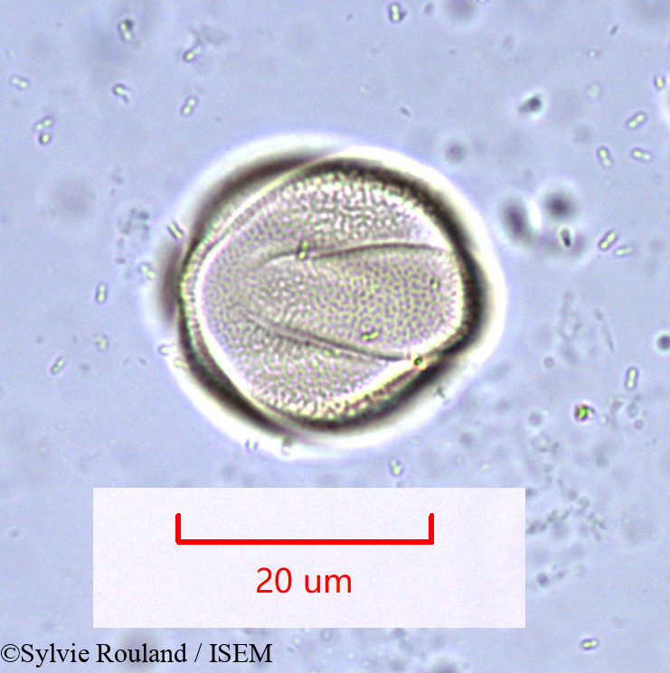 Sylvie.Rouland/Rosmarinus_officinalis_1019/Rosmarinus_officinalis_1019_0002(copy).jpg