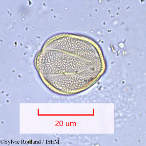 Rosmarinus officinalis - lame n° 1019