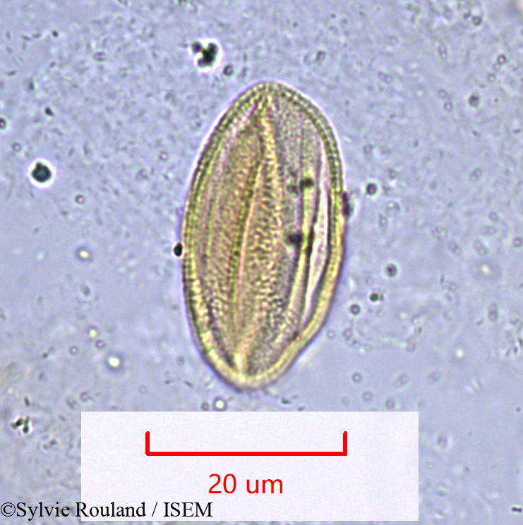 Sylvie.Rouland/Rosmarinus_officinalis_1019/Rosmarinus_officinalis_1019_0004(copy).jpg