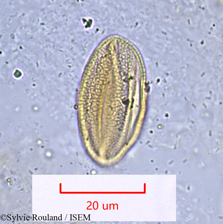 Sylvie.Rouland/Rosmarinus_officinalis_1019/Rosmarinus_officinalis_1019_0005(copy).jpg