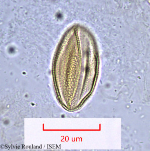 Rosmarinus officinalis - lame n° 1019