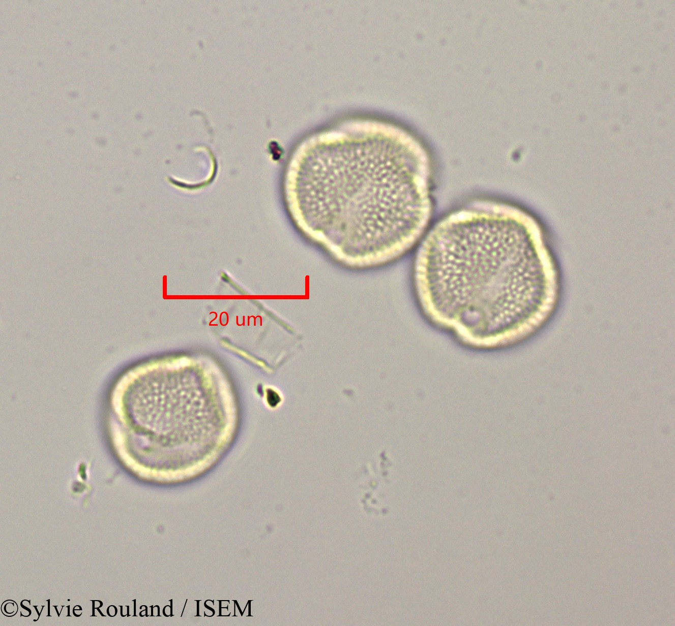 Sylvie.Rouland/Rothmannia_libisa_47317/Rothmannia_libisa_47317_0002(copy).jpg