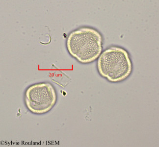 Rothmannia libisa - lame n° 47317