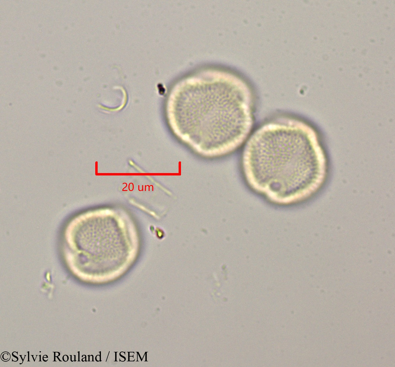 Sylvie.Rouland/Rothmannia_libisa_47317/Rothmannia_libisa_47317_0003(copy).jpg