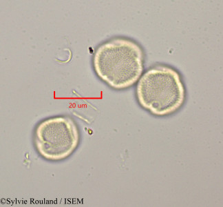 Rothmannia libisa - lame n° 47317