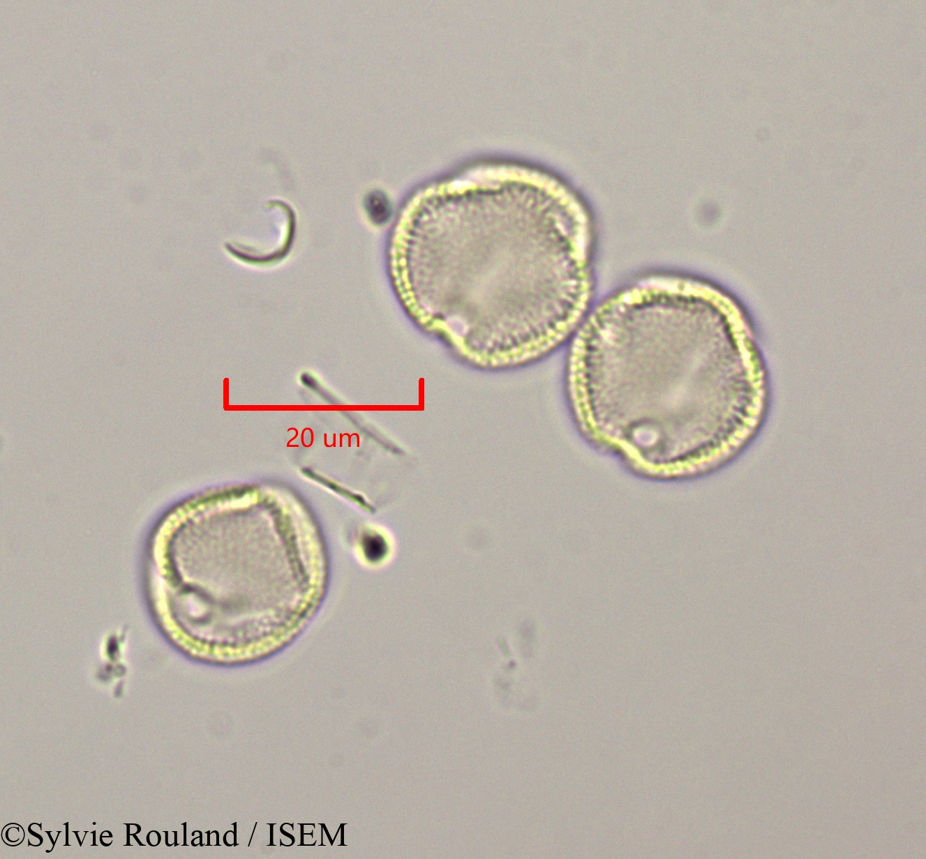 Sylvie.Rouland/Rothmannia_libisa_47317/Rothmannia_libisa_47317_0004(copy).jpg