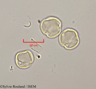 Rothmannia libisa - lame n° 47317