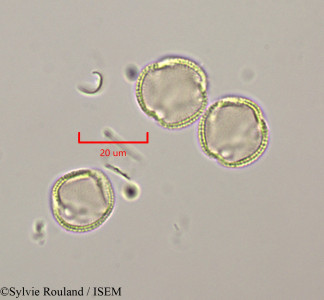 Rothmannia libisa - lame n° 47317
