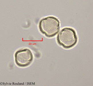 Rothmannia libisa - lame n° 47317