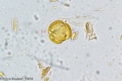 Sylvie.Rouland/Rourea_santaloides_5050/Rourea_santaloides_5050_0001(copy)_thumb.jpg