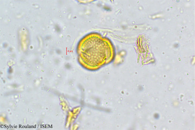Rourea santaloides - lame n° 5050