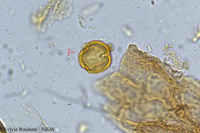 Rourea santaloides - lame n° 5050