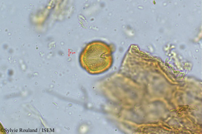 Rourea santaloides - lame n° 5050