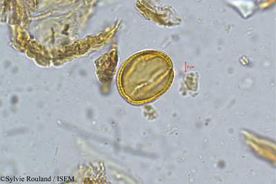 Rourea santaloides - lame n° 5050