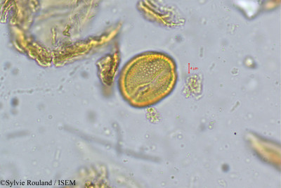Rourea santaloides - lame n° 5050