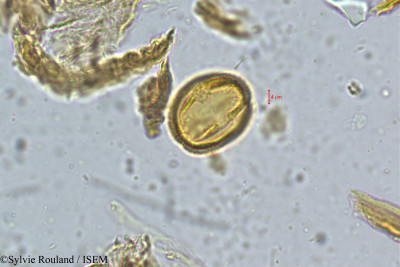 Rourea santaloides - lame n° 5050