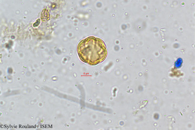 Sylvie.Rouland/Rubia_cordifolia_5144/Rubia_cordifolia_5144_0001(copy)_thumb.jpg