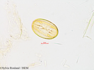 Sylvie.Rouland/Rubus_acemosus_4017/Rubus_acemosus_4017_0001(copy)_thumb.jpg