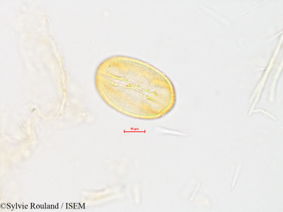 Rubus - lame n° 4017