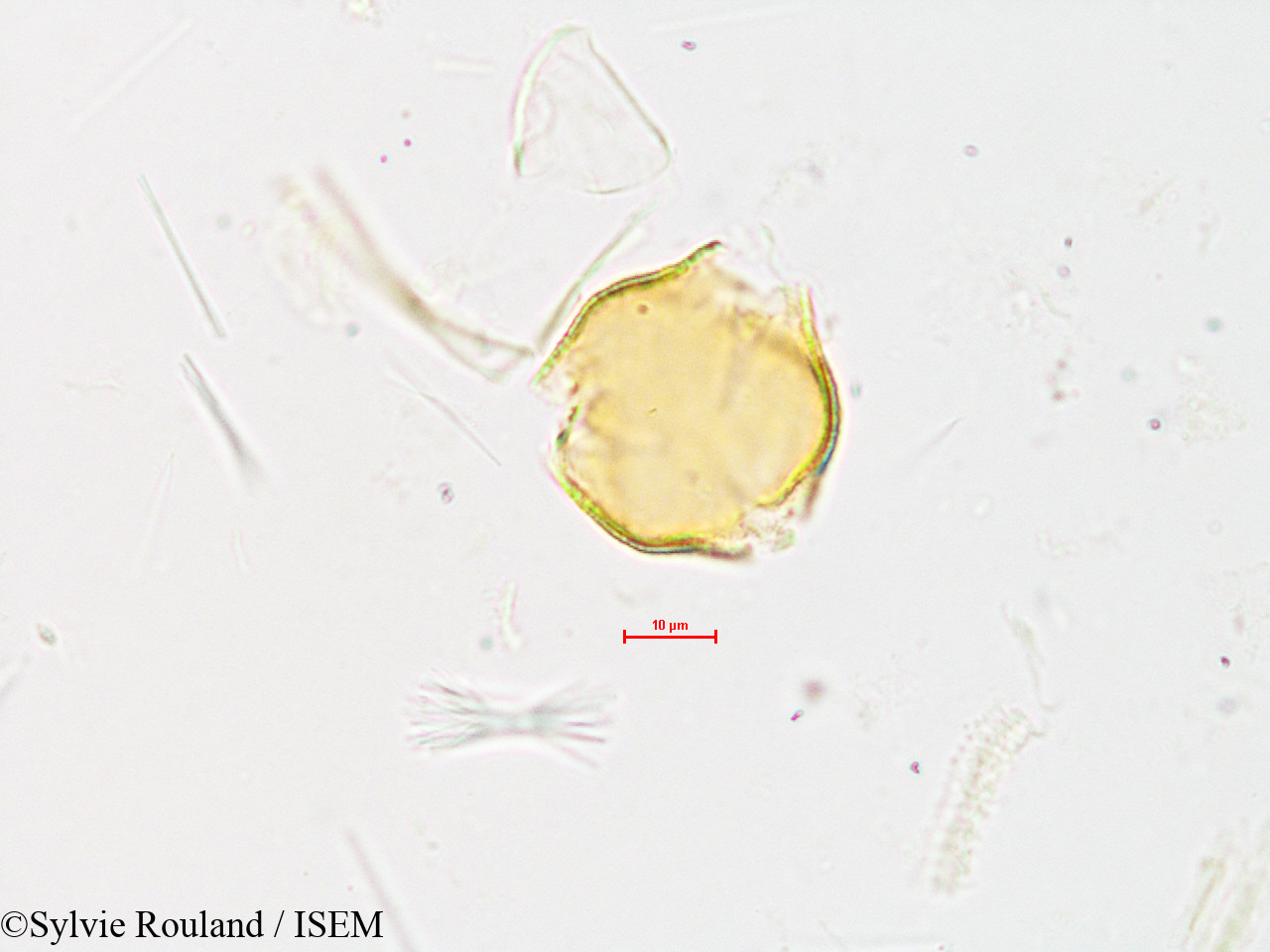 Sylvie.Rouland/Rubus_acemosus_4017/Rubus_acemosus_4017_0004(copy).jpg