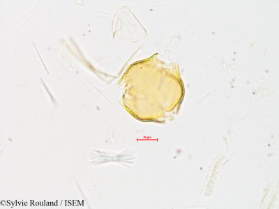 Rubus - lame n° 4017