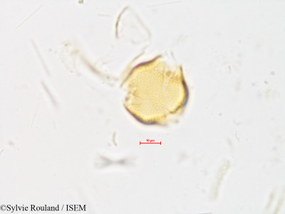 Rubus - lame n° 4017