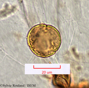 Sylvie.Rouland/Rumex_abyssinicus_1416/Rumex_abyssinicus_1416_0001(copy)_thumb.jpg